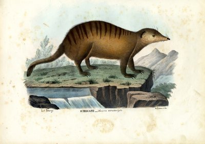 Suricata, 1863-79 da Raimundo Petraroja